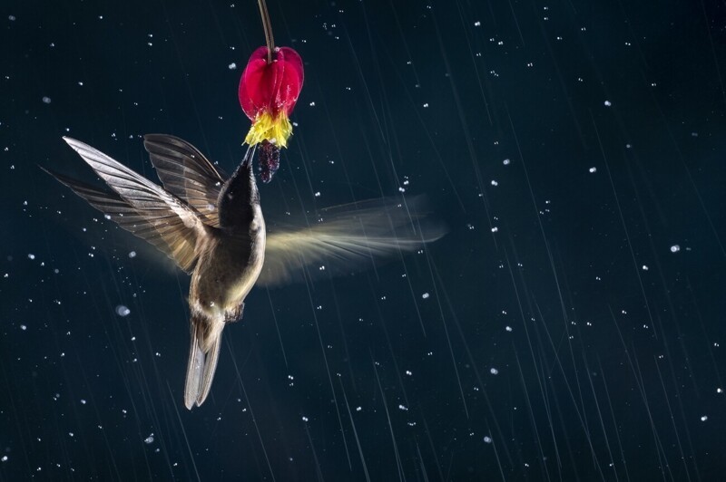 Колибри под дождем. Фотограф Nicolas Reusens Bodén