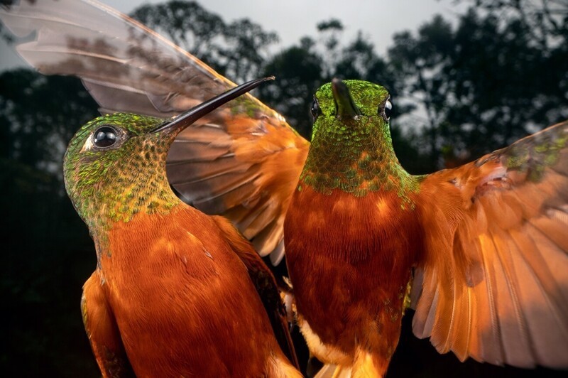 Семейный портрет колибри. Фотограф Nicolas Reusens Bodén