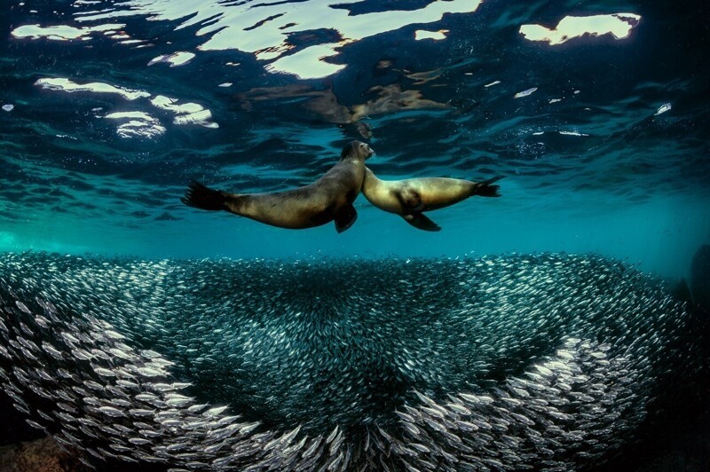 Танец морских котиков над стаей сардин. Фотограф Raffaele Livornese