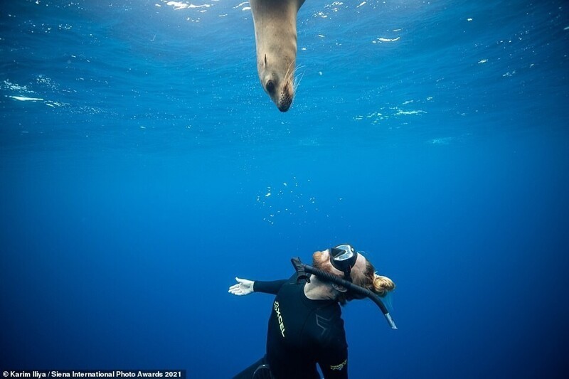 Встреча дайвера с морским львом. Штат Нижняя Калифорния, Мексика. Фотограф Karim Iliya
