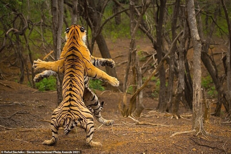 Два тигра в национальном парке Рантамбор, Индия. Фотограф Rahul Sachdev