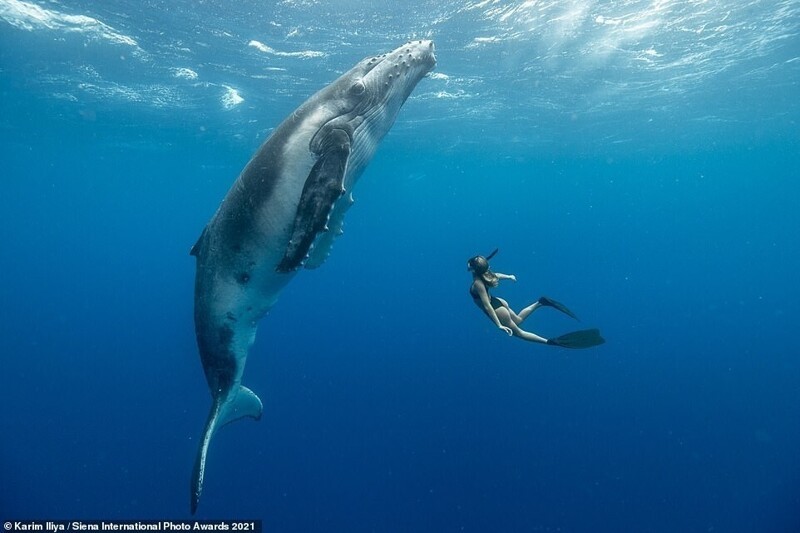Встреча дайвера с горбатым китом. Фотограф Karim Iliya