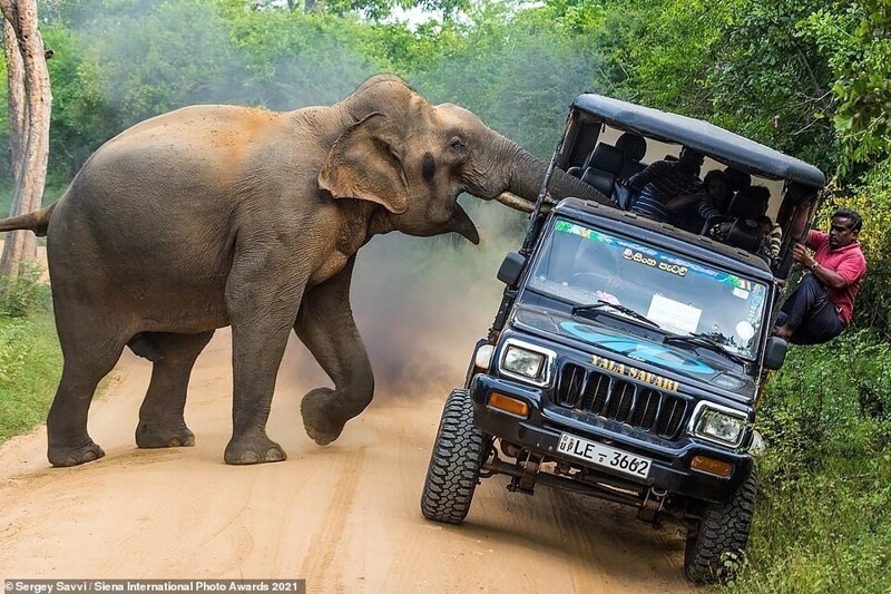 Слон нападает на джип в национальном парке Яла, Шри-Ланка. Фотограф Сергей Савви