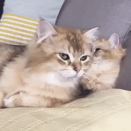 Просто гифки, всякие и разные Просто гифки, всякие и разные