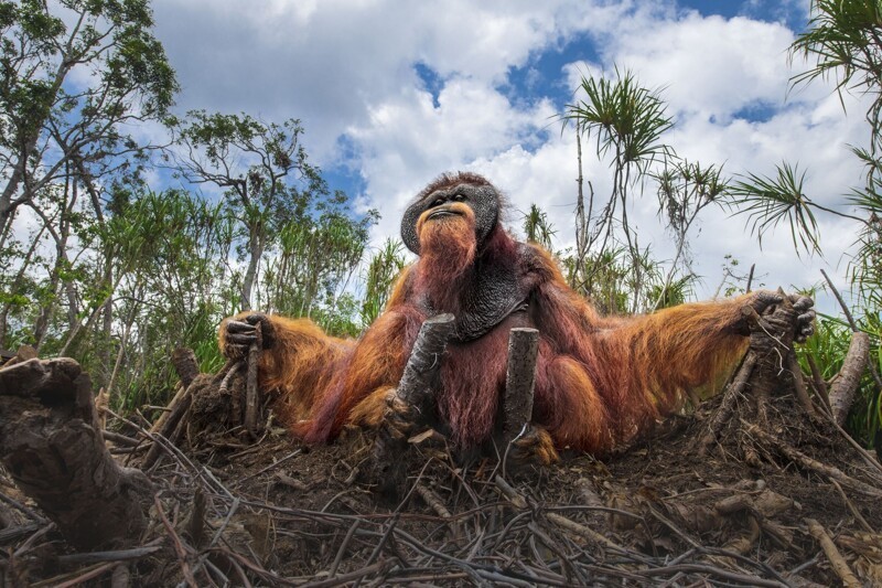 Орангутанг в поисках еды. Фотограф Thomas Vijayan, Канада