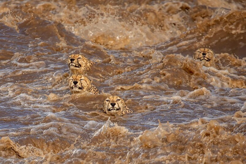 Леопарды пытаются переплыть разлившуюся реку в заповеднике Масаи Мара, Кения. Фотограф Buddhilini de Soyza