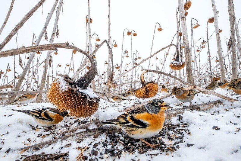 Птицы лакомятся на поле подсолнухов, которое в этому году не обработали. Фотограф Mateusz Piesiak, Польша