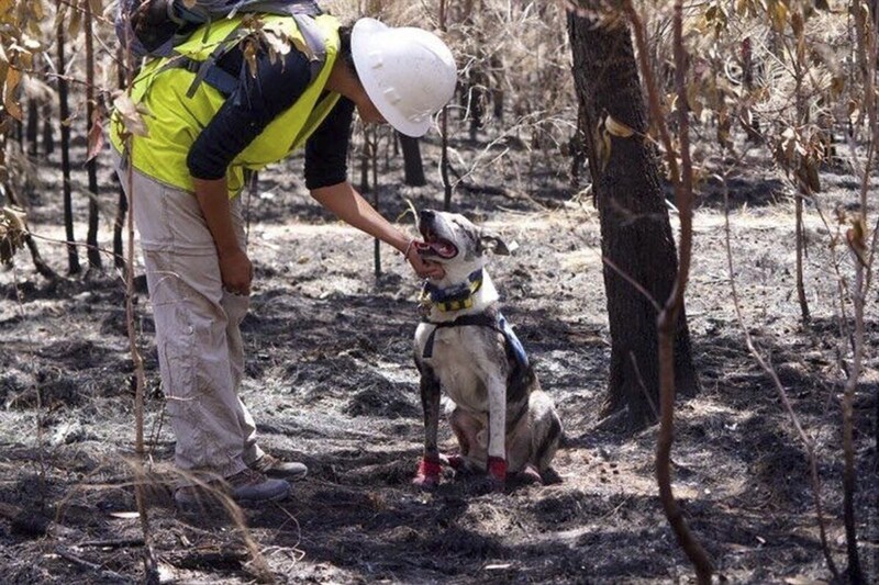 Пес-герой спас сотни животных в лесных пожарах