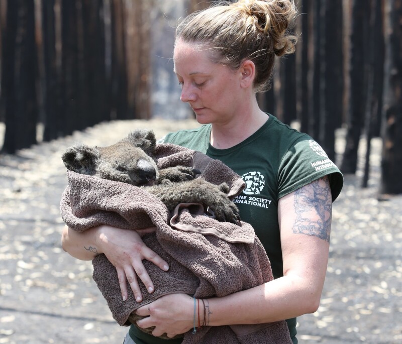 Пес-герой спас сотни животных в лесных пожарах