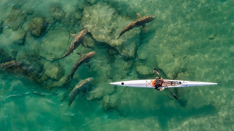 Акулы-попутчики. Фотограф Ido Meirovich