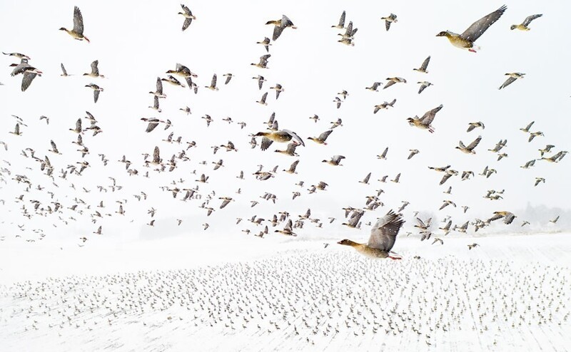Утки встречают зиму. Фотограф Terje Kolaas