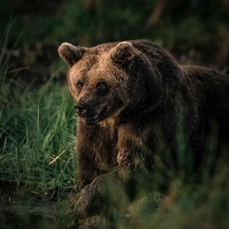 Бурый медведь в Финляндии, недалеко от границы с Россией