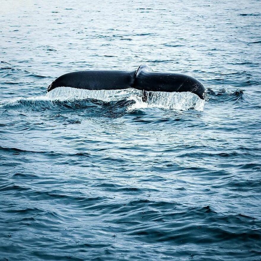 Хвост кита в Исландии