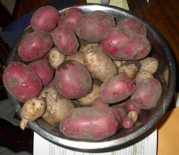 19. Ирландия экспортировала картофель во время великого картофельного голода