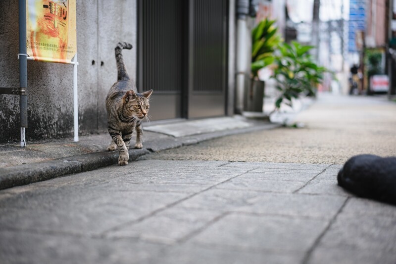 Уличные котики со всего мира