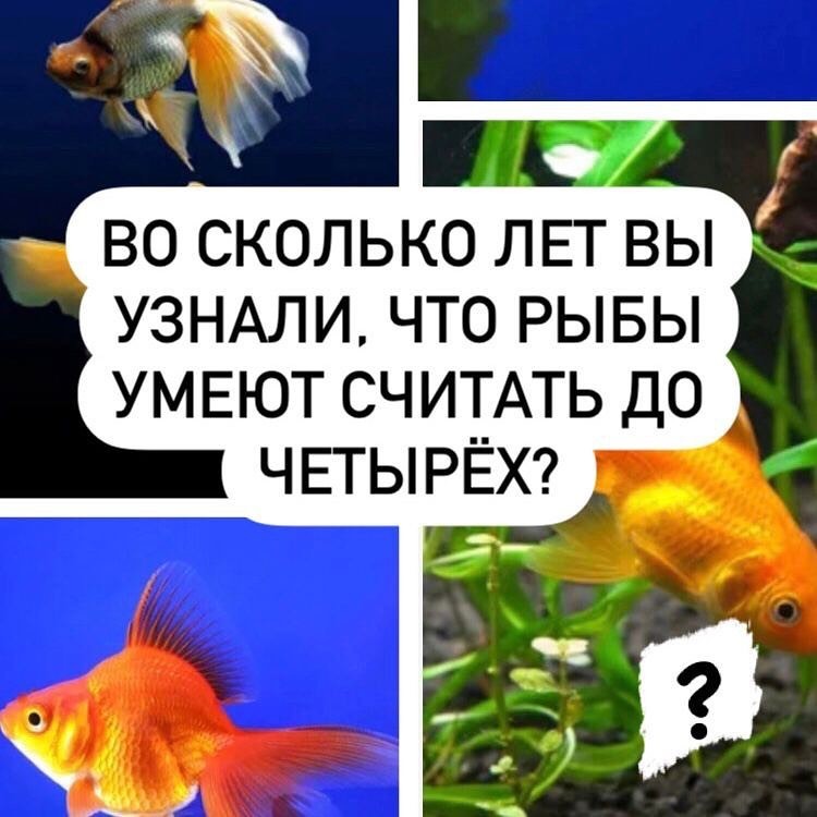 У людей память как у рыбки. Память рыбки. Память как у рыбки. Сколько память у рыбки. Память как у рыбки фото.