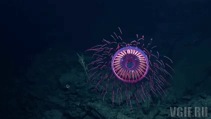 Просто гифки, всякие и разные