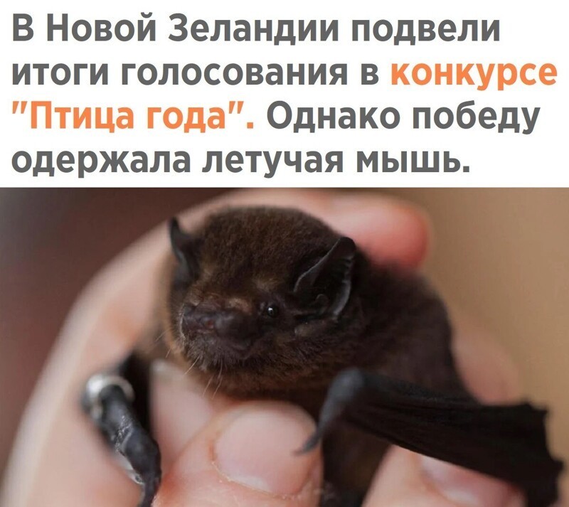 Обеденное политическое обозрение с нотками сарказма и сатиры на этот час. Выпуск 21