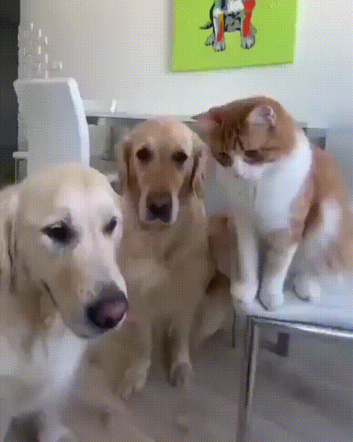 Потому что мы банда