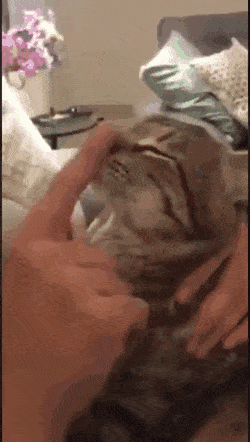 Снова гифки, гифки и гифки 