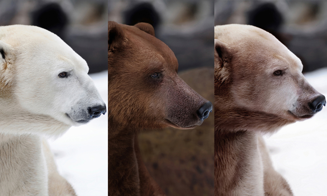Пиззли: Гибрид белого и бурого медведя. С каждым годом в дикой