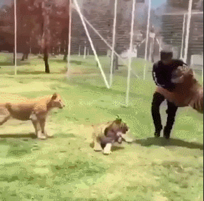 Просто гифки, всякие и разные