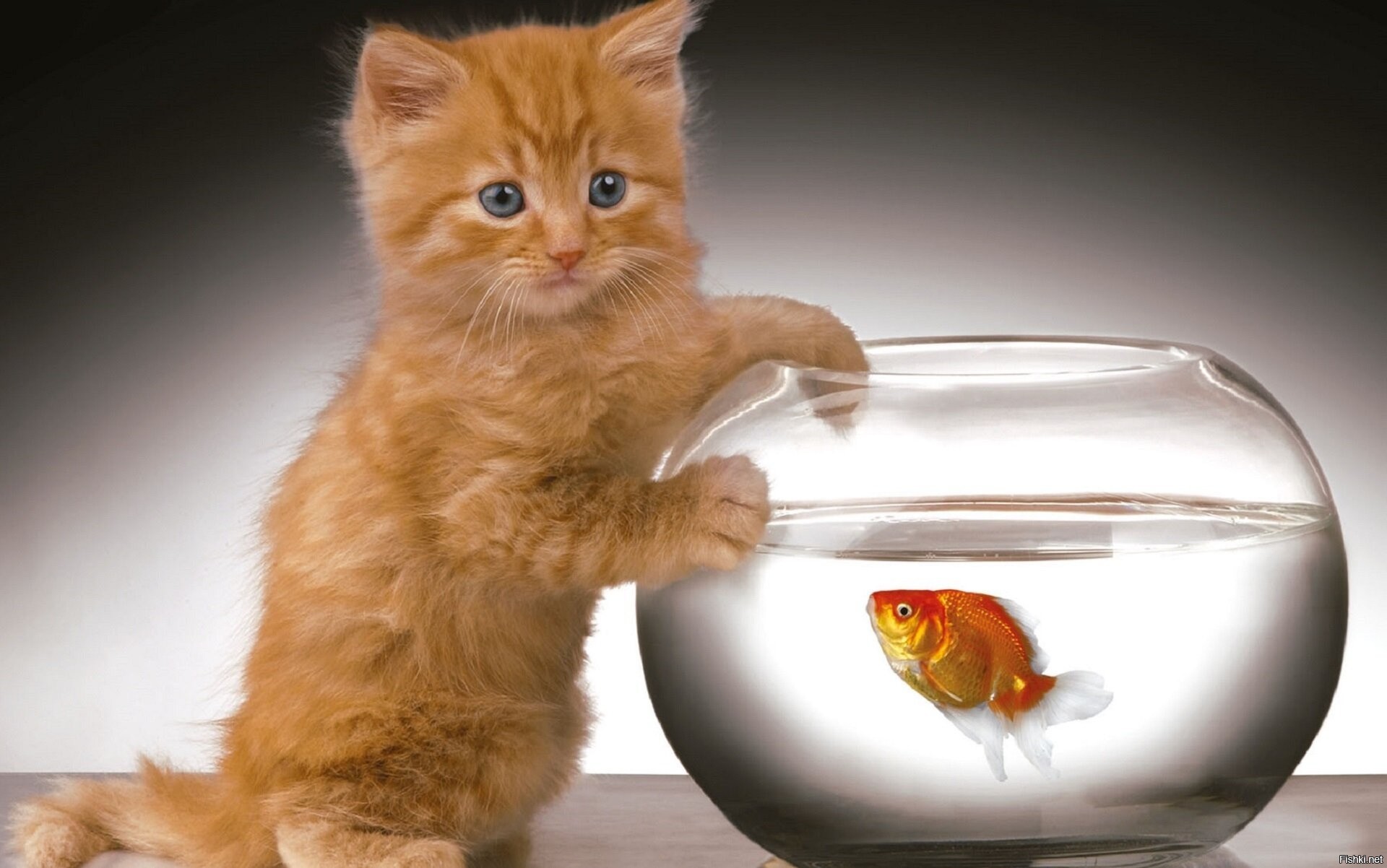 Кошечка рыбка. Котенок и аквариум. Котенок с рыбкой. Рыжий котик с рыбкой. Кот и рыбка в аквариуме.