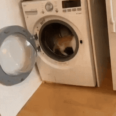 Кошачьи гифки