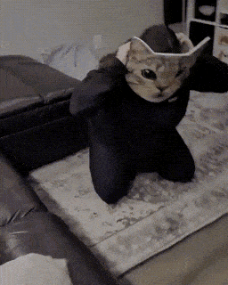 Кошачьи гифки