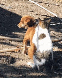 Кошачьи гифки