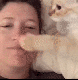 Кошачьи гифки