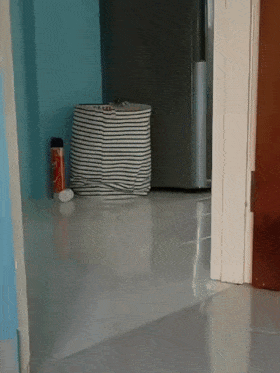 Кошачьи гифки