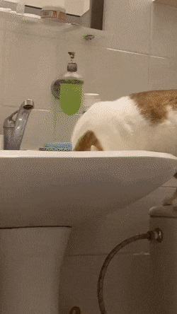 Кошачьи гифки