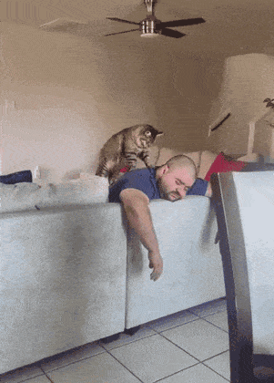 Кошачьи гифки