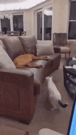 Кошачьи гифки