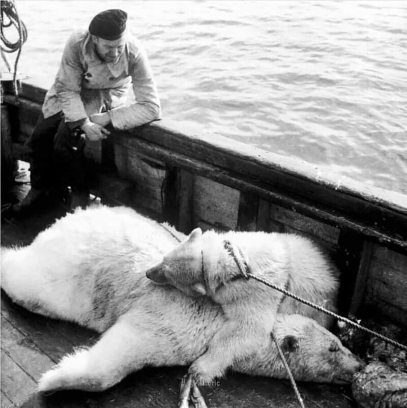 Белый медвежонок обнимает убитую маму. Фото 1947 год