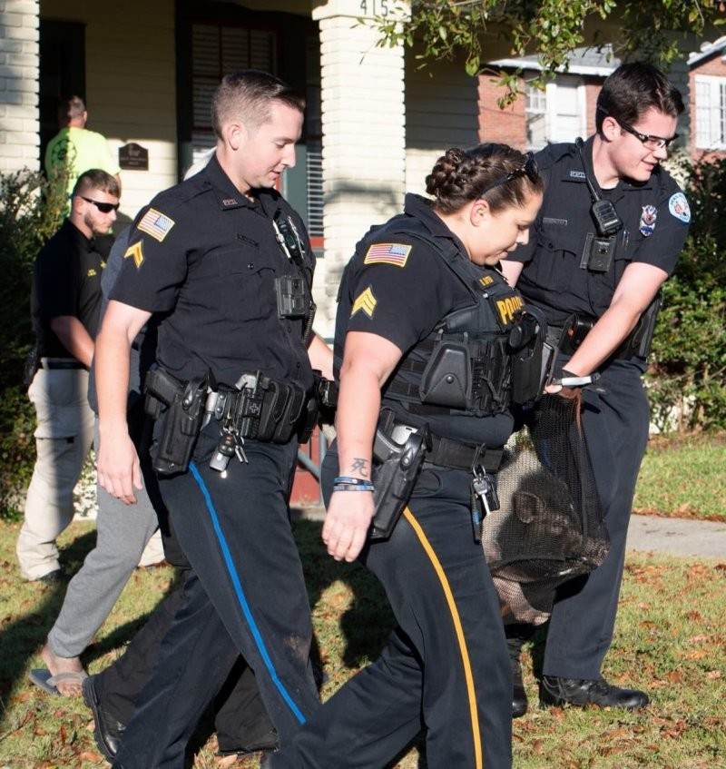 Поймай меня если сможешь: полицейские целый час гонялись за свиньей во Флориде