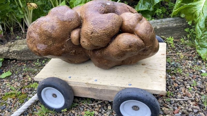 Новый мировой рекорд: картофель весом 7,9 кг