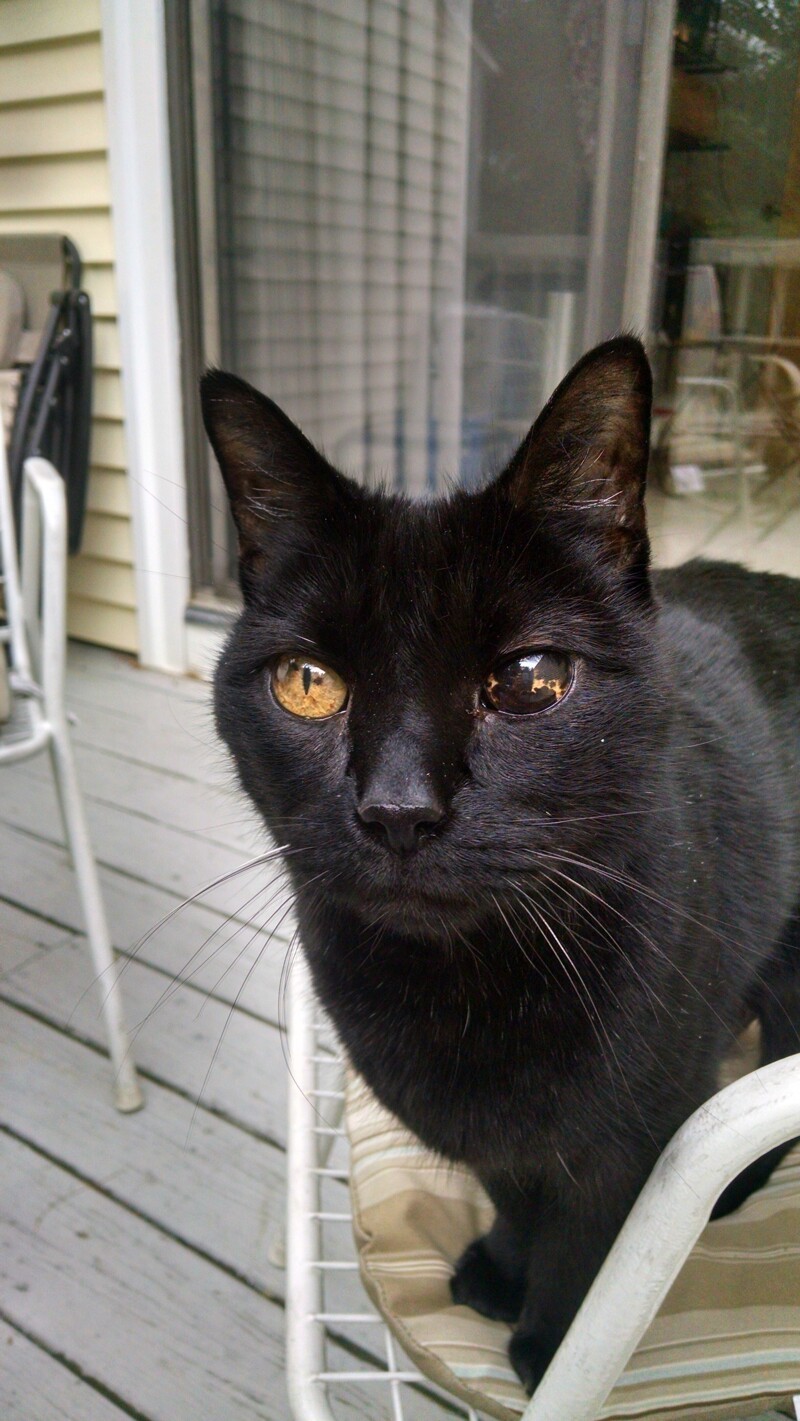 Я встретил кошку, у неё избыток меланина в одном глазу, но она прекрасно видит