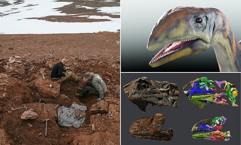 В Гренландии нашли новый вид динозавра