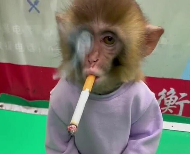В сети возмущены видео с обезьяной, курящей сигарету