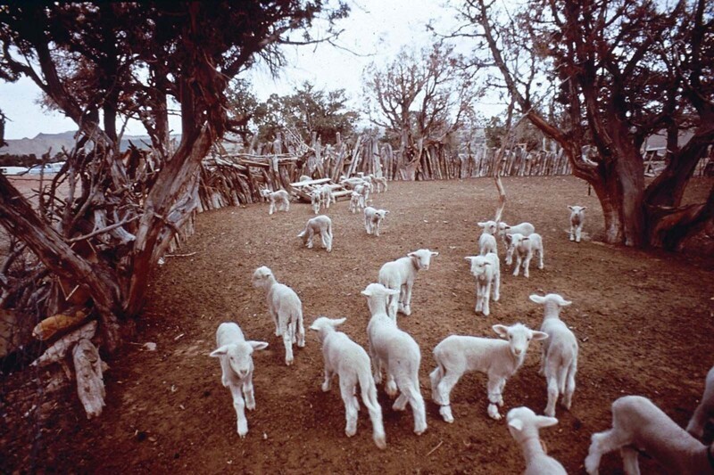 Загон для овец в резервации народа навахо в округе Коконино, штат Аризона