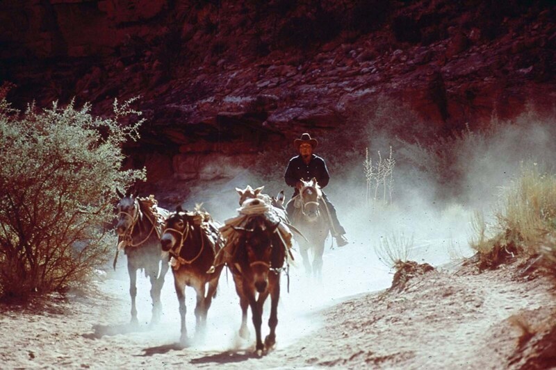 Мужчина едет на "поезде мулов" (несколько мулов в связке между собой) в Гранд-Каньоне недалеко от Пич-Спрингс, штат Аризона
