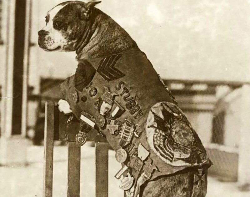 Сержант Стабби был боевым псом времен Первой мировой войны, который предупреждал солдат о горчичном газе и находил жертвы. Прослужил 18 месяцев, участвовал в 17 боях. Он пережил войну и мирно ушел в 1926 году