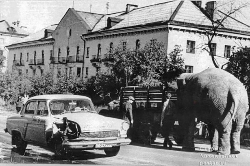 В августе 1971 года в Архангельск приехал с гастролями Бакинский цирк. Гвоздём программы была слониха по кличке Рези