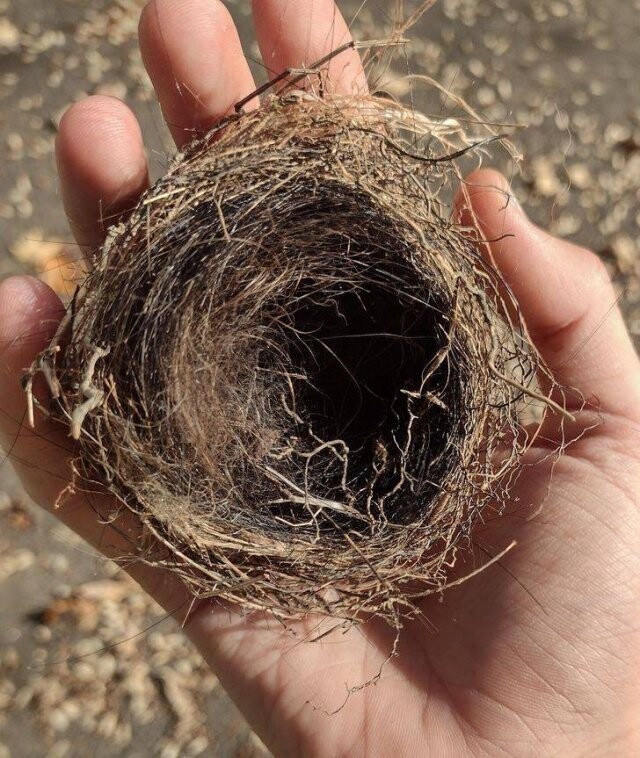 Гнездо, наполовину свитое из человеческих волос