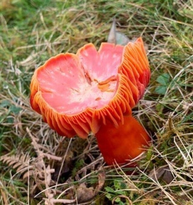 "Нашел этот необычный гриб на прогулке"