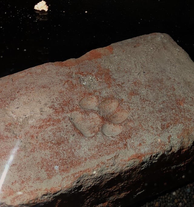 Отпечаток кошачьей лапы на 400-летнем кирпиче