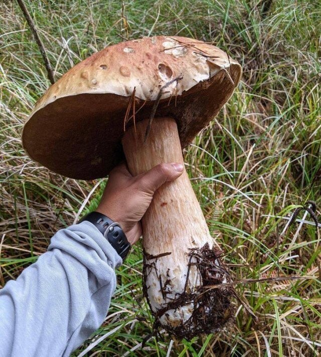 Огромный белый гриб, найденный в лесах Орегона (США)