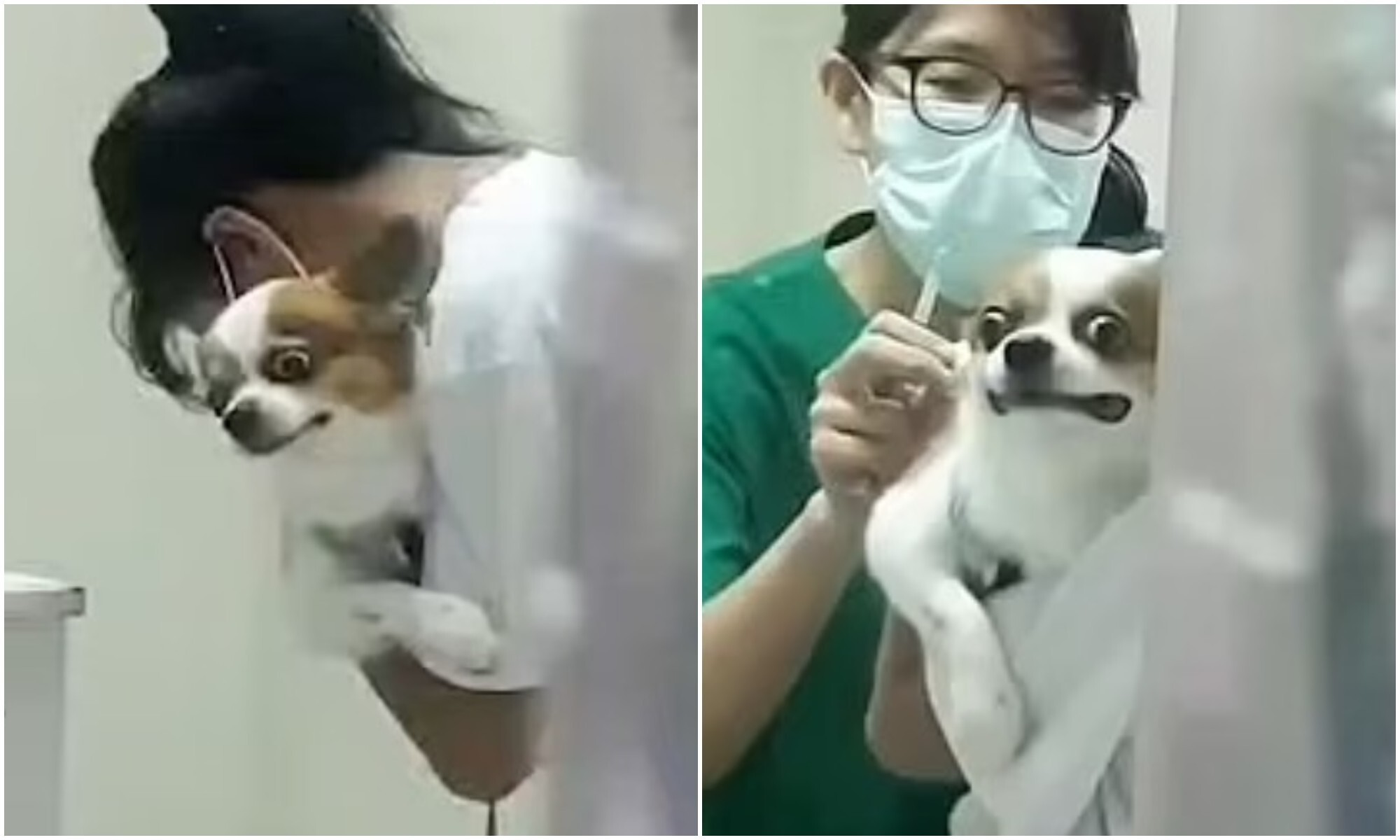 Приколы с прививкой собаке